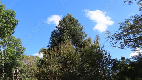 trees and sky
