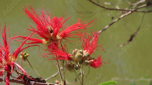 flower and bee