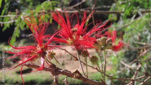 red flower