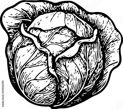 Hand-drawn black and white cabbage with detailed leaf texture and natural folds, engraved in botanical style for organic food, farm produce, and culinary design concepts