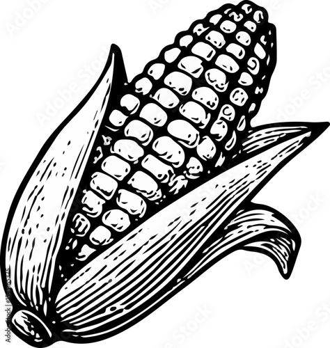 Detailed corn cob drawing in vintage style, perfect for organic food branding or rustic market design.