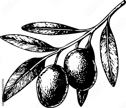 Detailed black and white illustration of an olive branch with two ripe olives and stylized leaves, reflecting botanical elegance, Mediterranean heritage, and organic simplicity