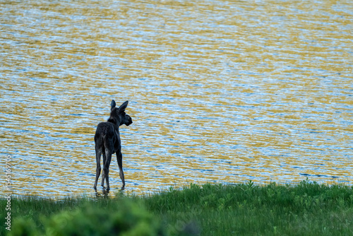 Moose Calf at Edge of Sheep Lakes in Rocky Mountain