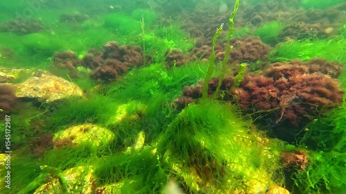 Algal flora of the Black Sea, green algae Enteromorpha intestinalis and red filamentous algae on stones