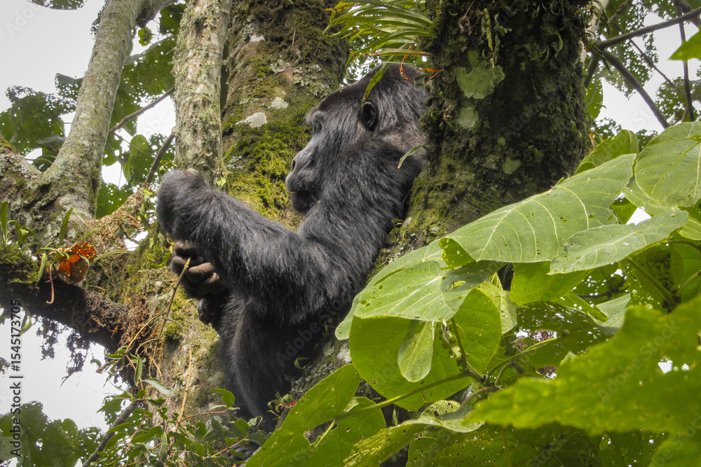 Fototapeta premium Mountain gorilla - Gorilla beringei