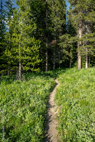 Narrow Trail Winds A Way Towad Dark Forest