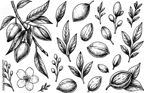 Black and white hand-drawn nut branch with detailed leaves and shells, illustrated in botanical engraving style, perfect for organic food, forest, and nature-themed design concepts