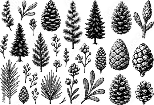 Black and white illustration of various pine cones and needles in detailed hand-drawn style, showcasing botanical diversity, forest elements, and natural textures for organic design concepts