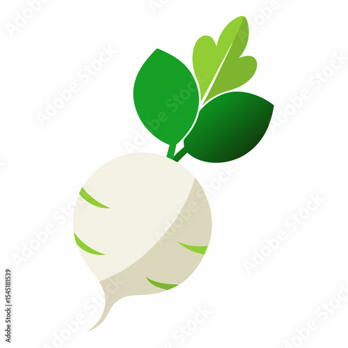 vector illustration of a radish