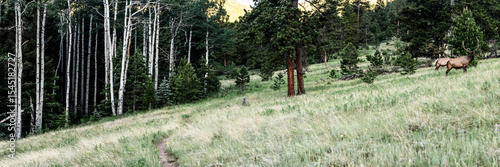Panorama Of Elk Grazing In Meadow On The Edge of Aspen Forest