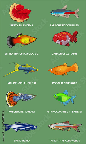 10 Aquarium Fish Vector with Scientific Names