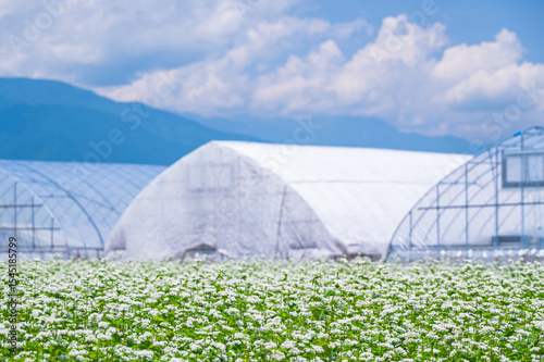 満開の蕎麦の花　松本市