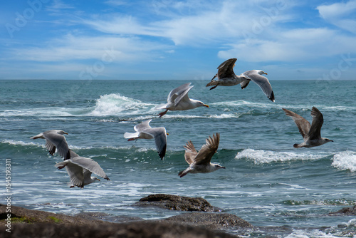 vol de goélands sur fond de mer agitée