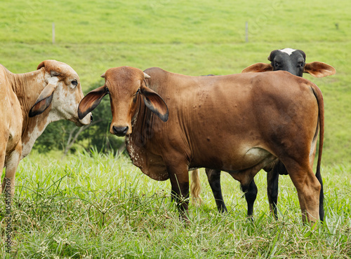 Close-Up of Brahman Cow Standing in Green Pasture