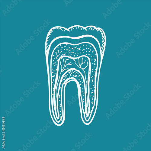 Tooth anatomy, dental anatomy - hand drawn sketch illustration. Structure of tooth cross section, stomatology, orthodontics. Vector outline drawing isolated