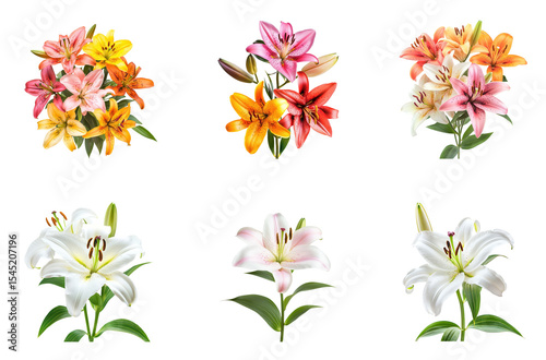 Collection of lily garden, bursting with color and life. full length isolate on transparent background