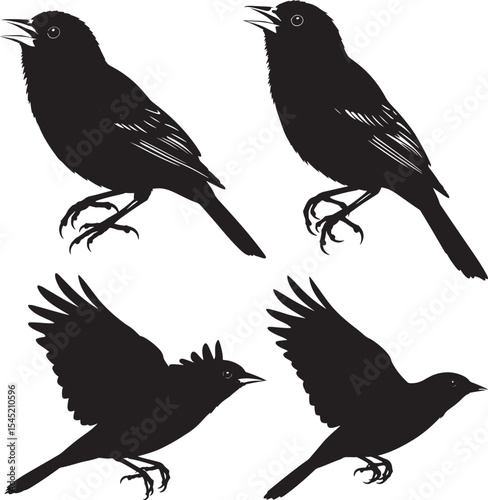 Baltimore oriole bird perched vector illustration
