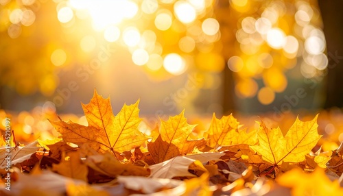 autumn leaves background