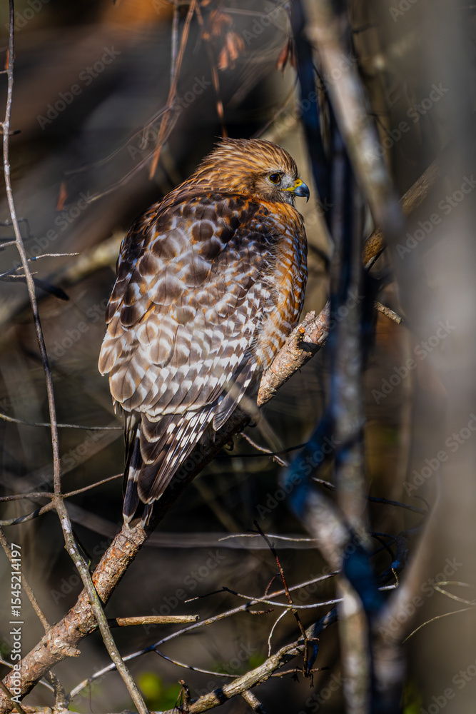 Fototapeta premium Red-Shouldered Hawk Perched on a Limb