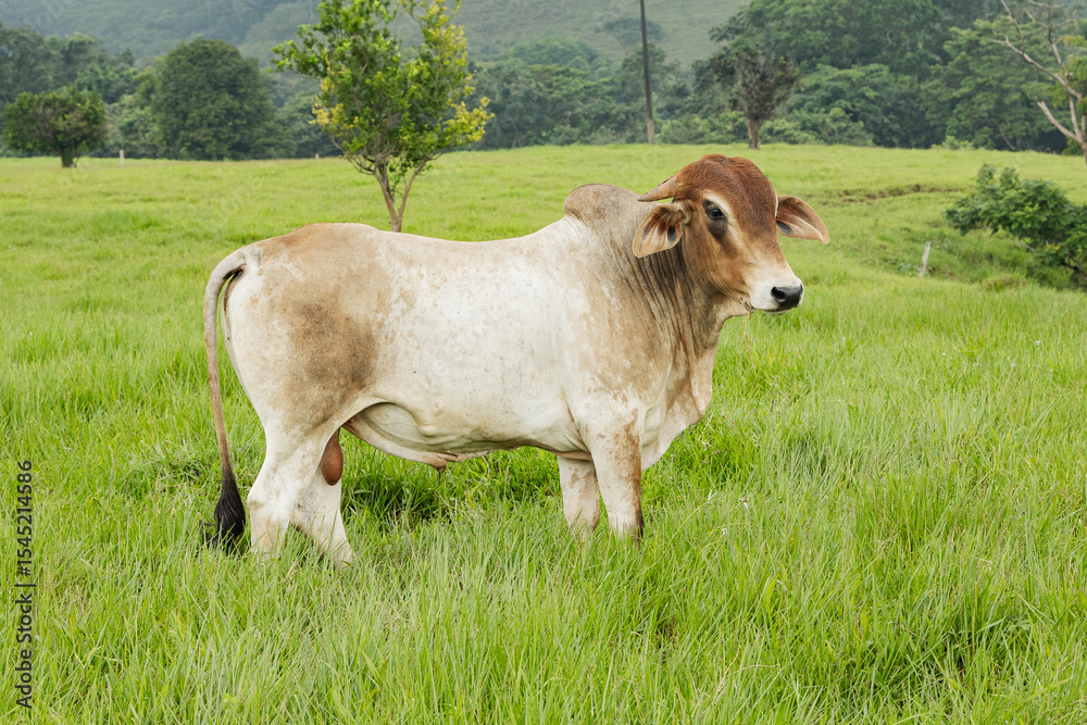 Obraz premium Healthy Livestock in Colombian Green Fields 