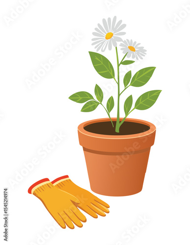 Daisy Plant in Pot with Gardening Gloves