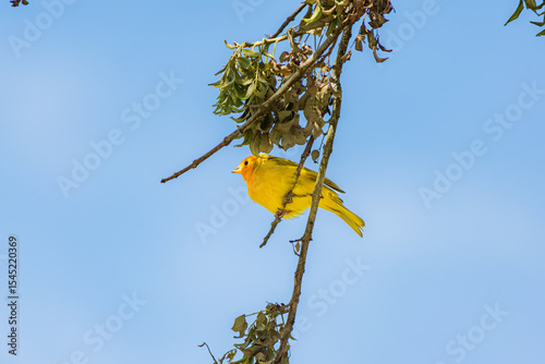 Saffron Finch perched on a dry branch under a bright blue sky – horizontal format