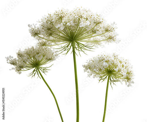 Wild queen annes lace flowers in full bloom
