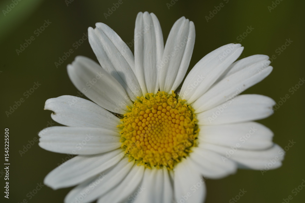 Obraz premium yellow and white daisy 