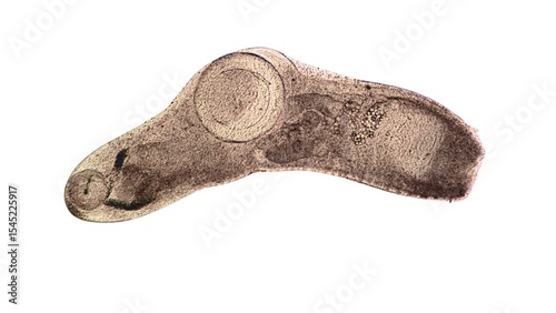 Quadro em tela A fluke (trematode) with an elongated, flattened, and unsegmented body, possessing two suckers (one oral sucker at the anterior end and a larger ventral sucker on the underside)