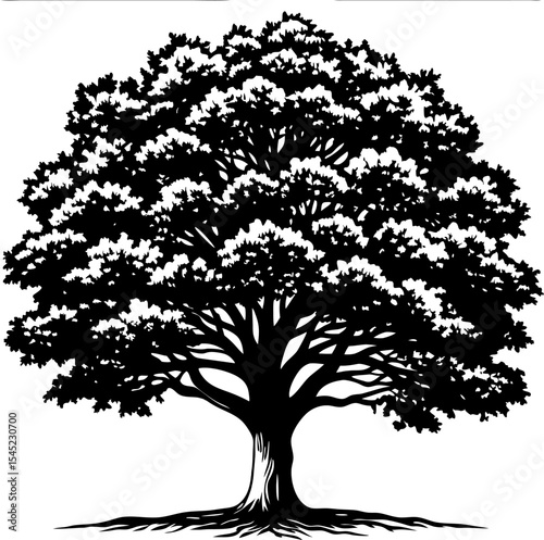 Majestic silhouette of a mature oak tree displaying intricate branches and lush foliage against a clean white backdrop