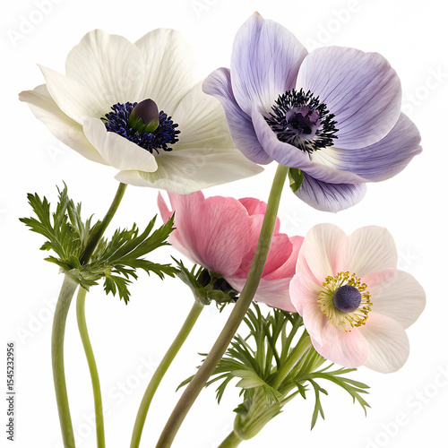 close up image of different anemone real life flower isolated on white background, png, ai generated