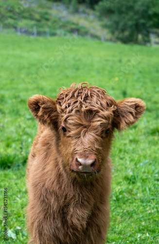 Adorable fluffy Highland calf in a green pasture
