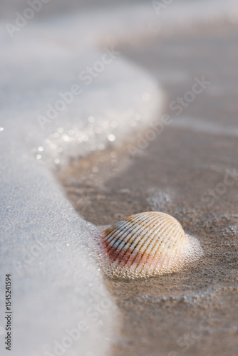 Closeup sea ​​shell on sandy beach in foam of ocean wave on sunny day