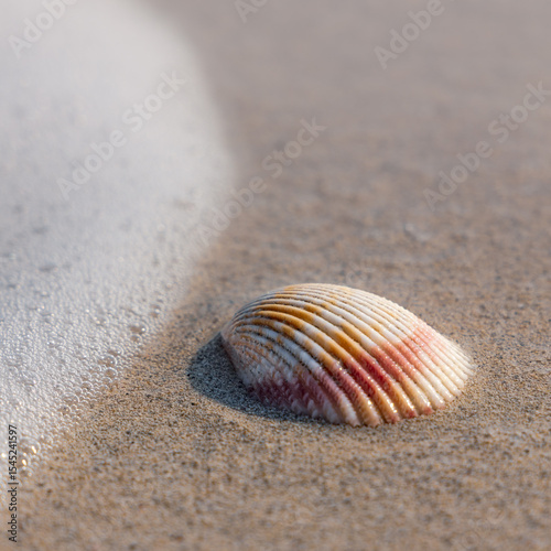 Closeup sea ​​shell on sandy beach in foam of ocean wave on sunny day