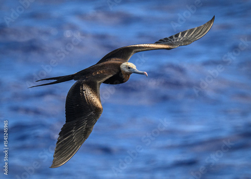 A Lesser Frigatebird (Fregata ariel) flys above Ducie atoll in the South Pacific