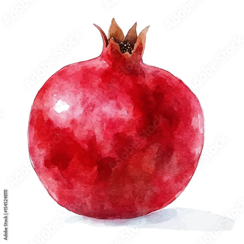 Fresh Ripe Red Pomegranate, watercolor drawing vector, isolated on a white background.