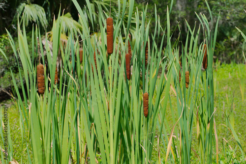 Florida Cattails Growing in a Sunny Wetland with Lush Surrounding Vegetation. Tall cattail plants thrive in a sunlit wetland area encircled by diverse vegetation. The scene showcases natural serenity,