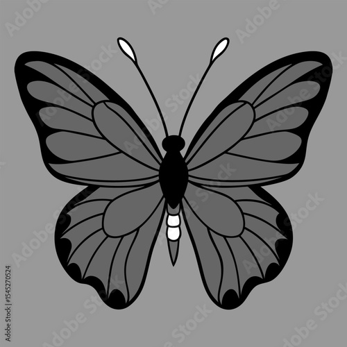 Top view over butterfly isolated