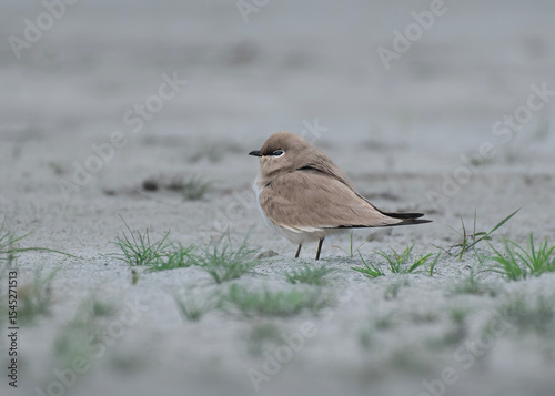 Small Pratincole Babui Batan