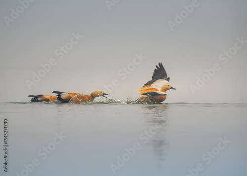 Ruddy Shelduck