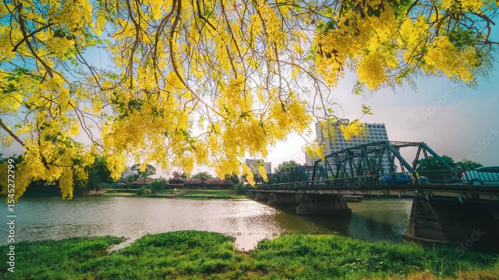 Golden Shower Tree Blossoms Over River and Bridge