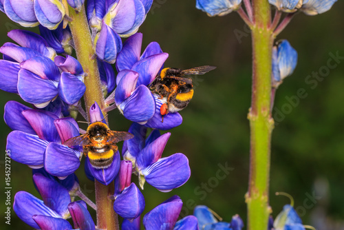 bumblebee on flower