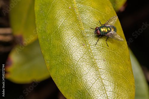 fly on leaf