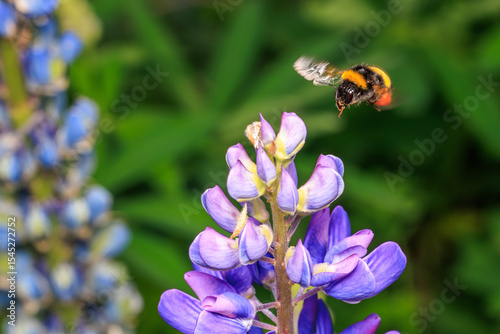 bumblebee on a flower
