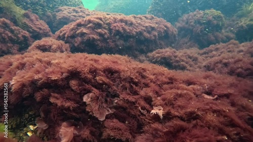 Underwater landscape near the shore with green and red algae in the Black Sea