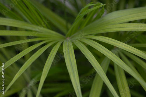 Spring Concept, Umbrella Palm or Umbrella Plant, scientifically known as Cyperus alternifolius.
