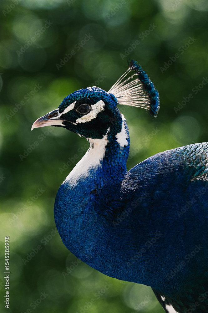 Fototapeta premium portrait of a peacock