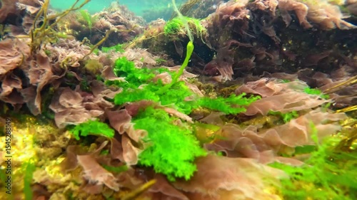 Underwater landscape near the shore, Red and green algae (Enteromorpha, Scytosiphon, Porphyra) sway on stones near the shore in the Black Sea, Odessa