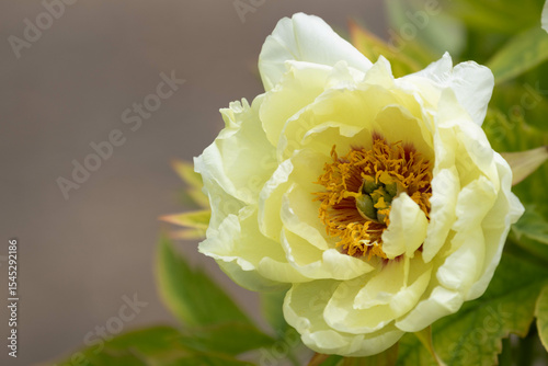 Spring Concept, Bright Colorful Flower in China, Blooming Peony