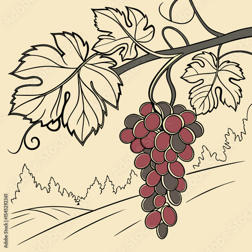 A vine of grapes with curling stems and plump fruit in vintage sketch styl